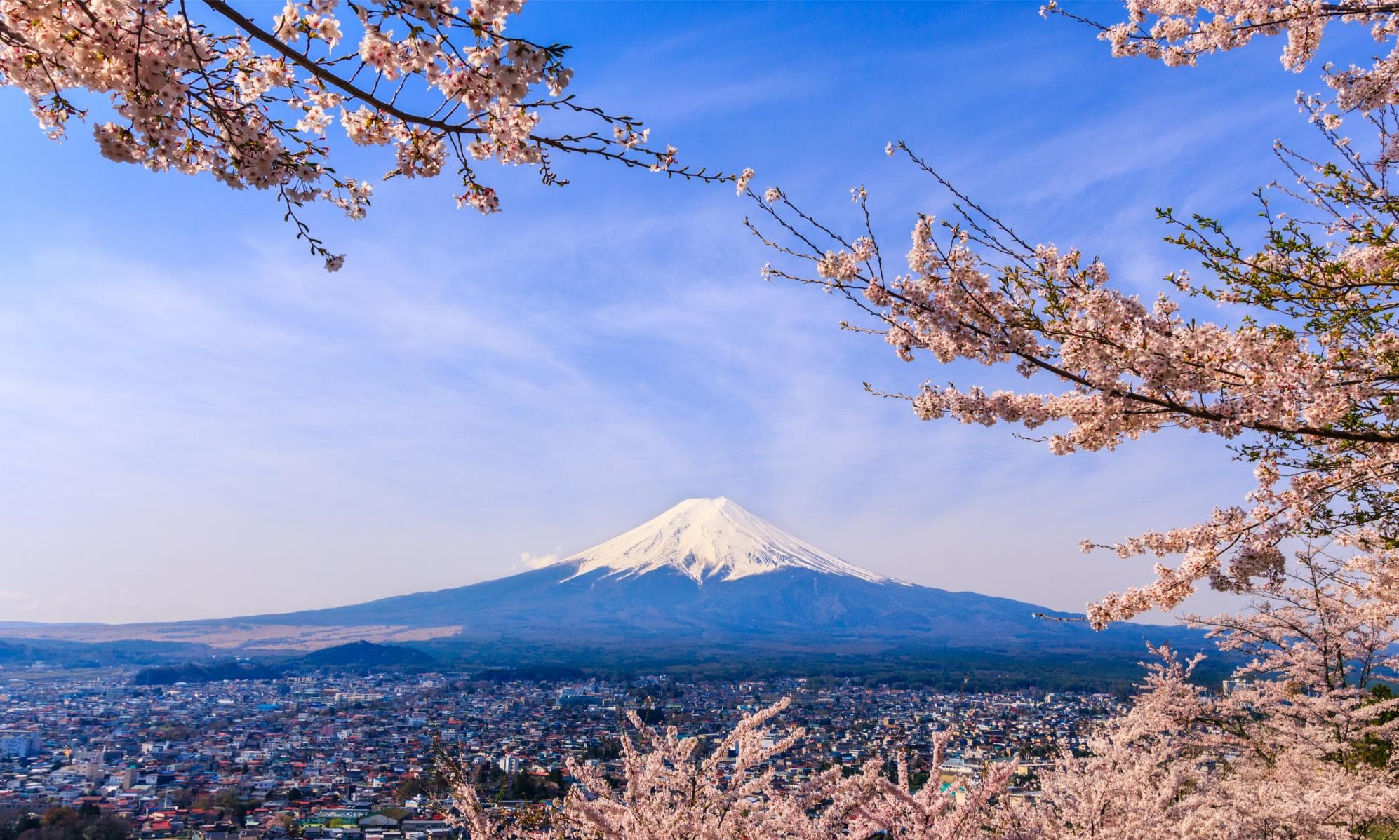 Cherry Blossoms of Japan Cruise